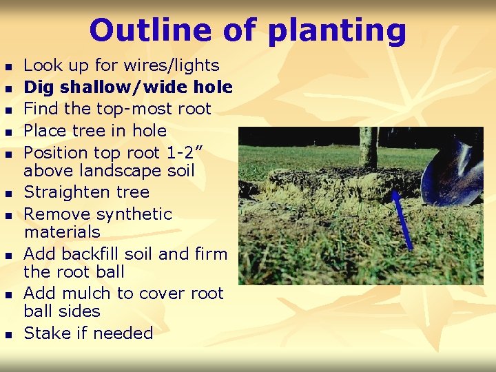 Outline of planting n n n n n Look up for wires/lights Dig shallow/wide
