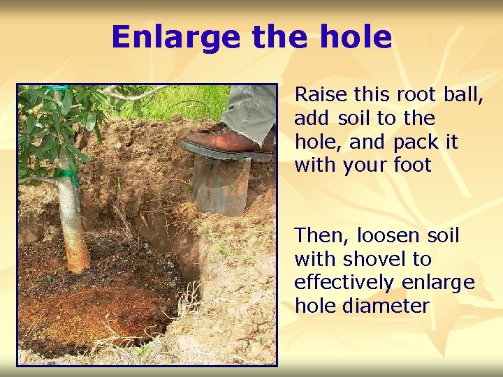 Enlarge the hole Raise this root ball, add soil to the hole, and pack