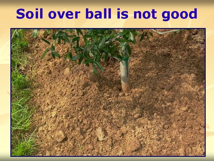 Soil over ball is not good 