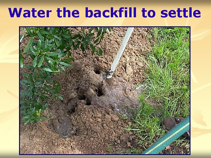 Water the backfill to settle 