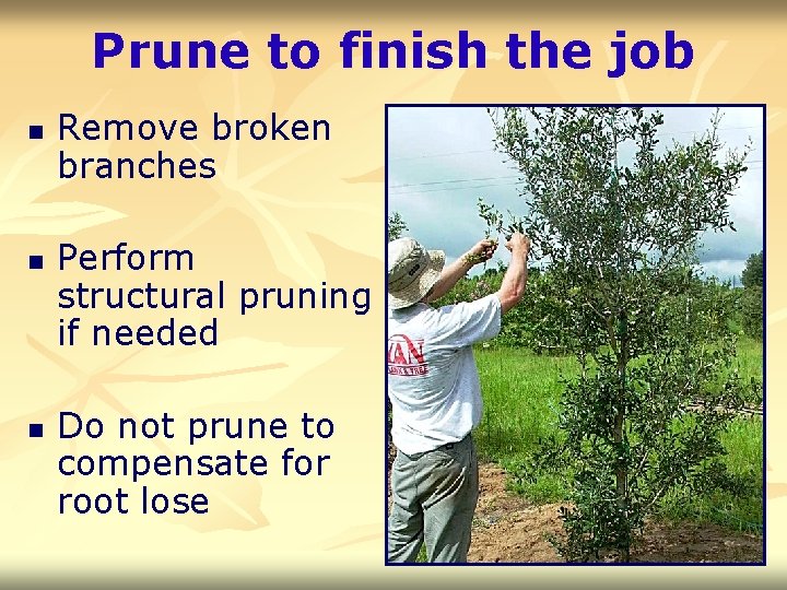 Prune to finish the job n n n Remove broken branches Perform structural pruning