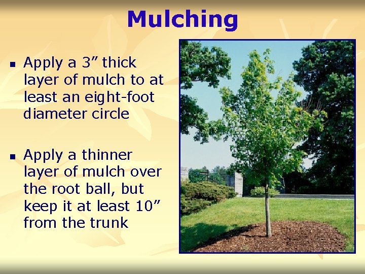 Mulching n n Apply a 3” thick layer of mulch to at least an