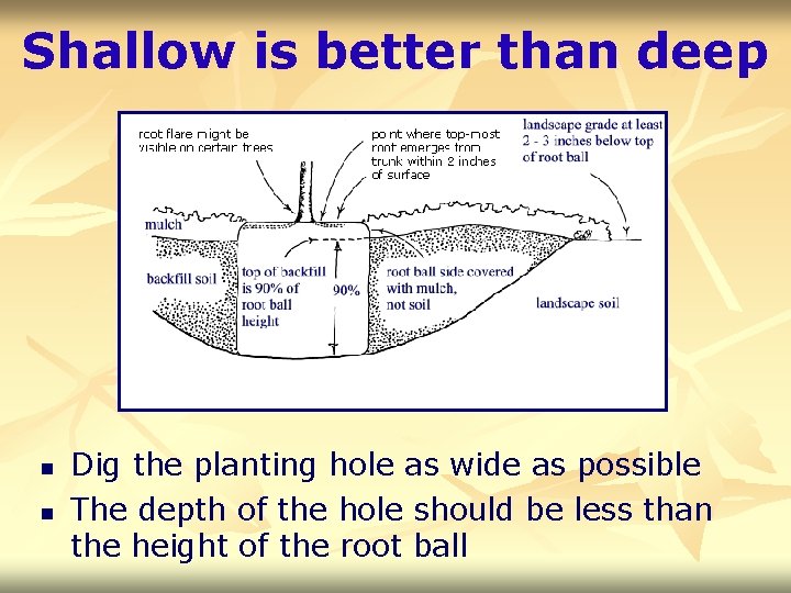Shallow is better than deep n n Dig the planting hole as wide as