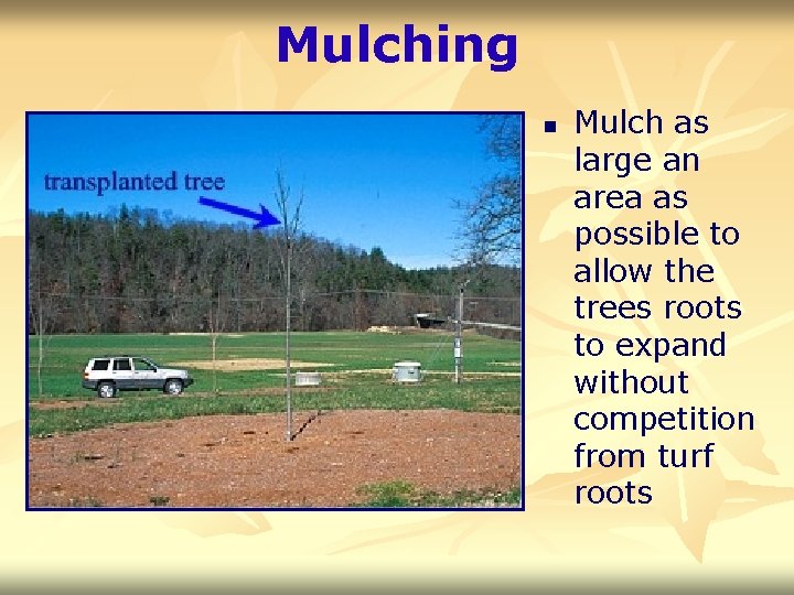 Mulching n Mulch as large an area as possible to allow the trees roots