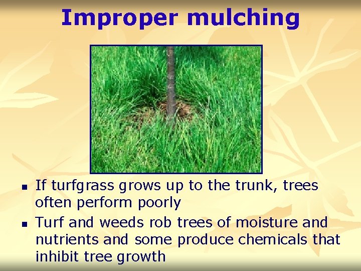 Improper mulching n n If turfgrass grows up to the trunk, trees often perform