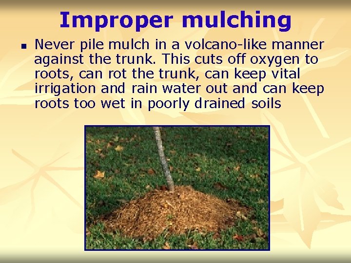 Improper mulching n Never pile mulch in a volcano-like manner against the trunk. This