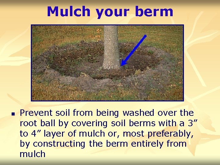 Mulch your berm n Prevent soil from being washed over the root ball by