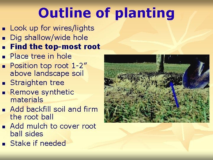 Outline of planting n n n n n Look up for wires/lights Dig shallow/wide