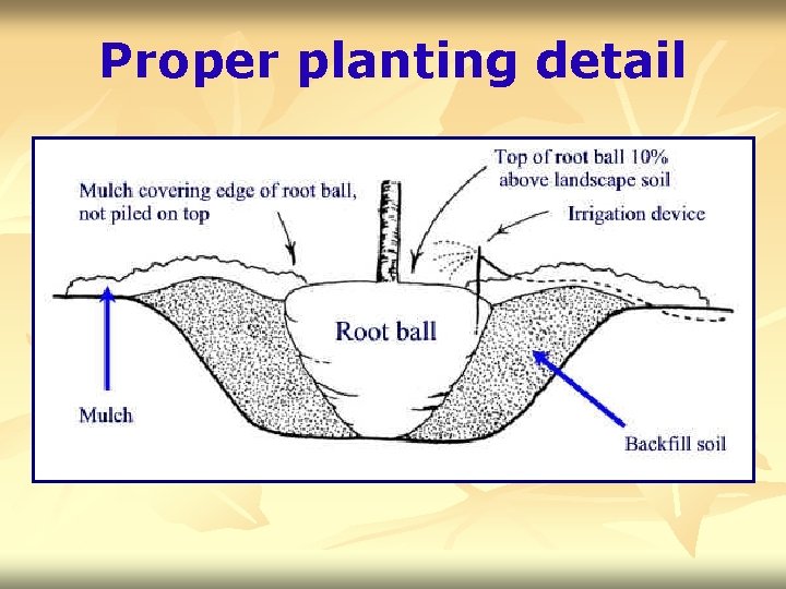 Proper planting detail 