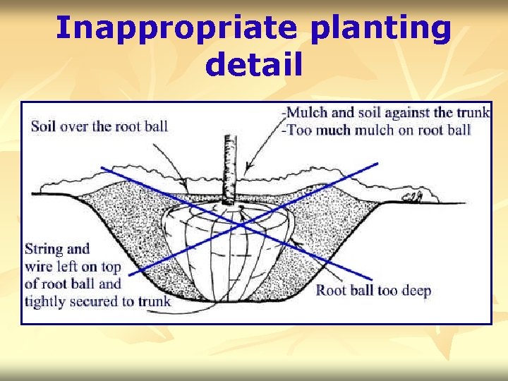 Inappropriate planting detail 