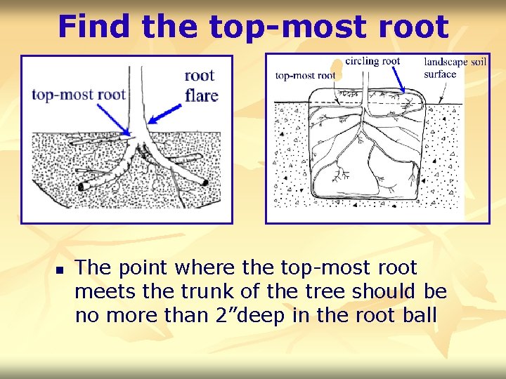 Find the top-most root n The point where the top-most root meets the trunk