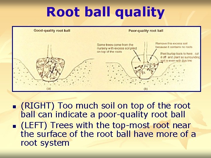 Root ball quality n n (RIGHT) Too much soil on top of the root