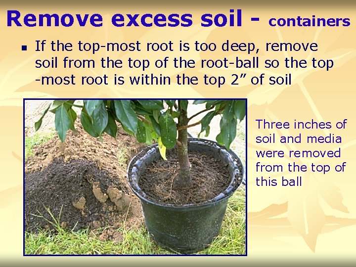 Remove excess soil n containers If the top-most root is too deep, remove soil