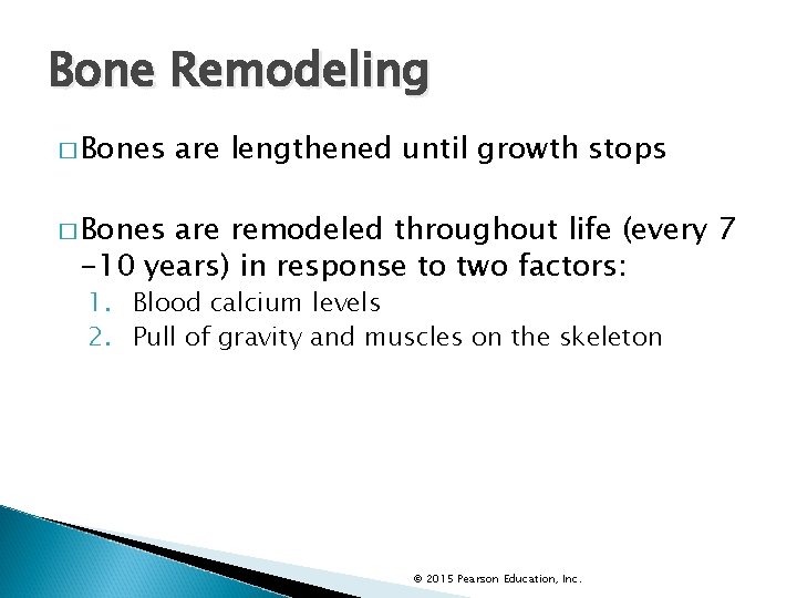 Bone Remodeling � Bones are lengthened until growth stops � Bones are remodeled throughout