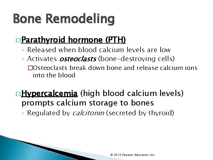 Bone Remodeling � Parathyroid hormone (PTH) ◦ Released when blood calcium levels are low