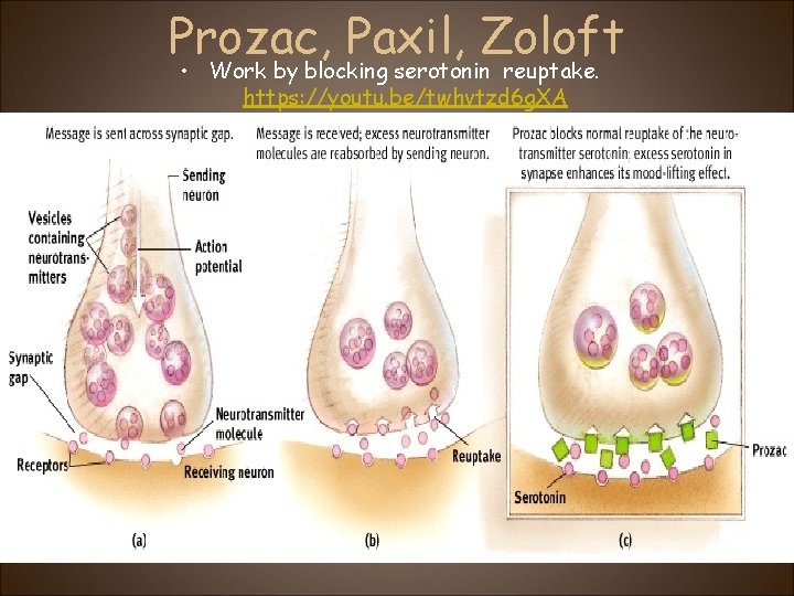 Prozac, Paxil, Zoloft • Work by blocking serotonin reuptake. https: //youtu. be/twhvtzd 6 g.