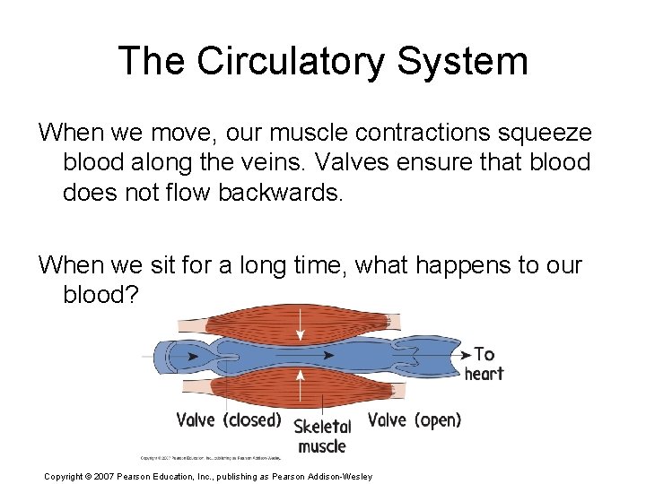 The Circulatory System When we move, our muscle contractions squeeze blood along the veins.