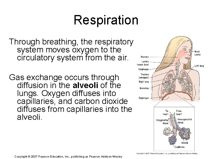 Respiration Through breathing, the respiratory system moves oxygen to the circulatory system from the