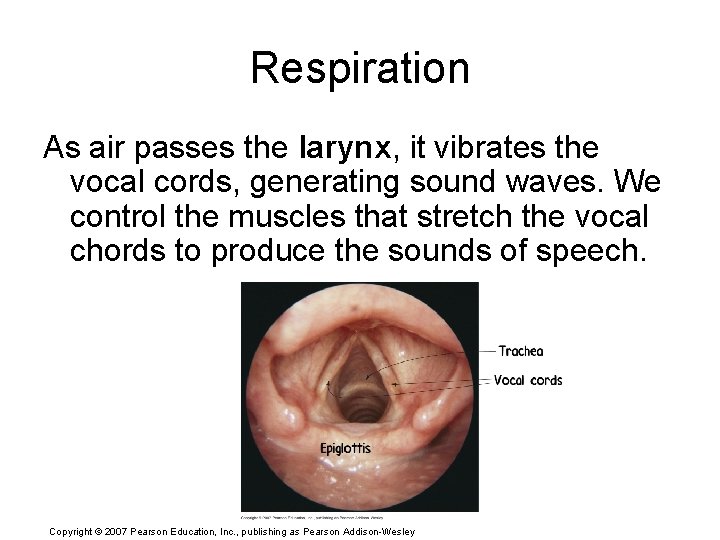 Respiration As air passes the larynx, it vibrates the vocal cords, generating sound waves.