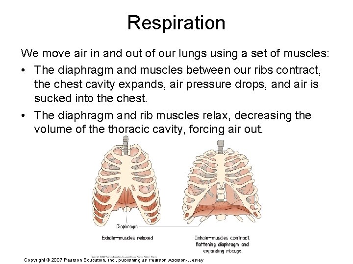 Respiration We move air in and out of our lungs using a set of