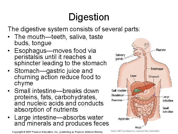 Digestion The digestive system consists of several parts: • The mouth—teeth, saliva, taste buds,