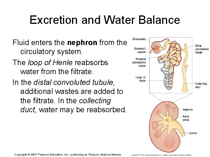 Excretion and Water Balance Fluid enters the nephron from the circulatory system. The loop