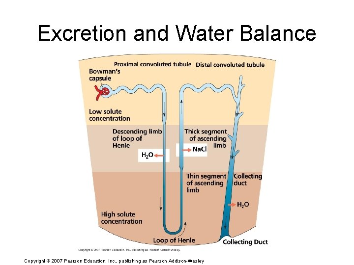 Excretion and Water Balance Copyright © 2007 Pearson Education, Inc. , publishing as Pearson