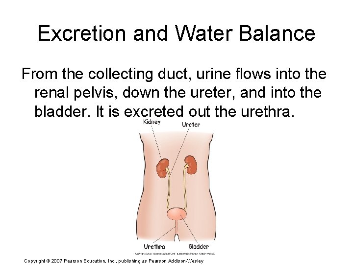 Excretion and Water Balance From the collecting duct, urine flows into the renal pelvis,