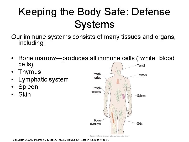 Keeping the Body Safe: Defense Systems Our immune systems consists of many tissues and