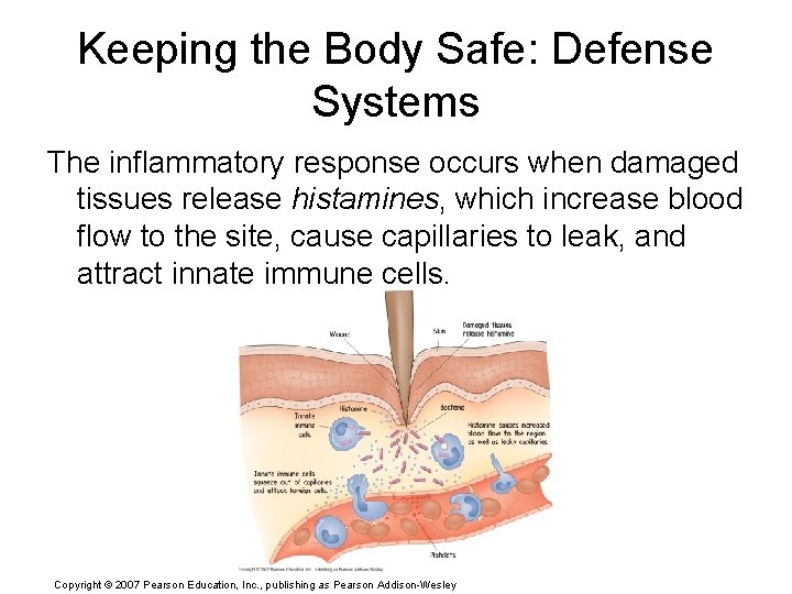 Keeping the Body Safe: Defense Systems The inflammatory response occurs when damaged tissues release