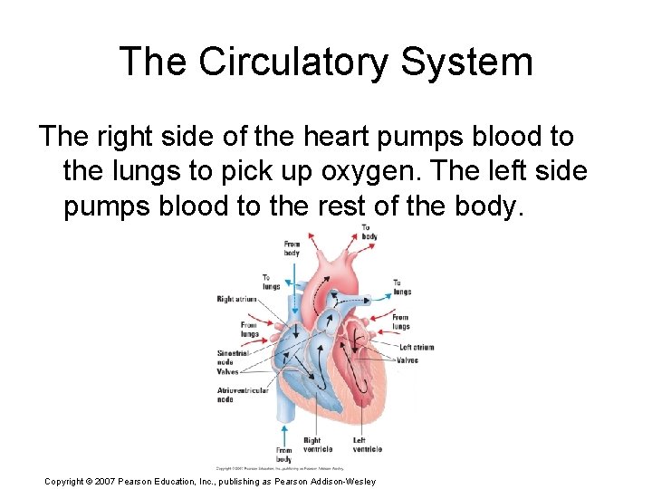 The Circulatory System The right side of the heart pumps blood to the lungs