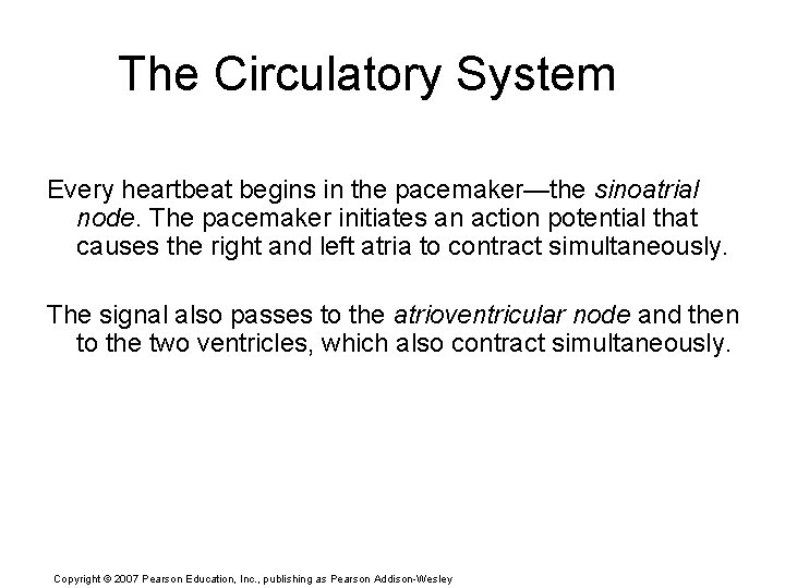 The Circulatory System Every heartbeat begins in the pacemaker—the sinoatrial node. The pacemaker initiates