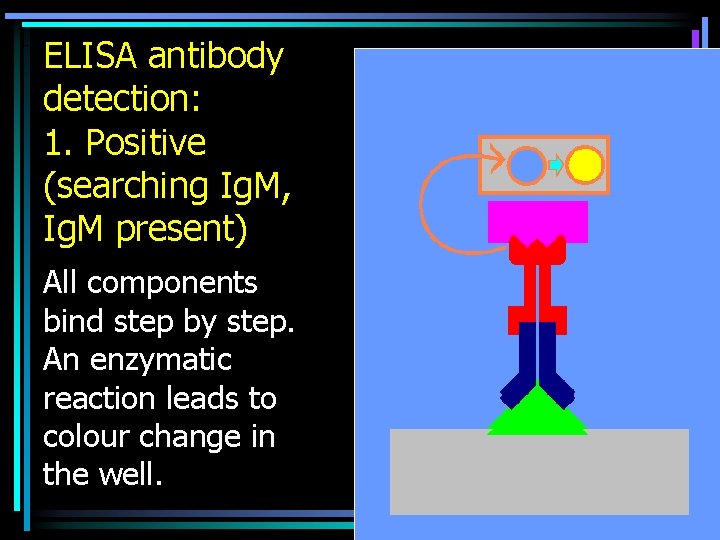 ELISA antibody detection: 1. Positive (searching Ig. M, Ig. M present) All components bind