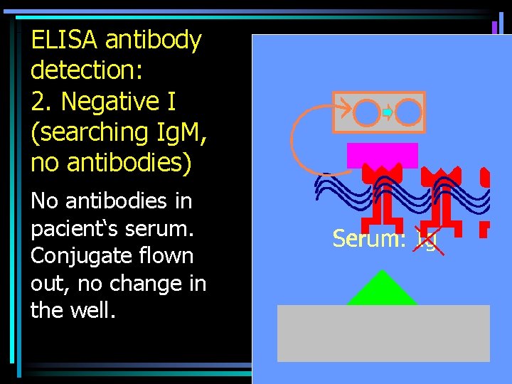 ELISA antibody detection: 2. Negative I (searching Ig. M, no antibodies) No antibodies in