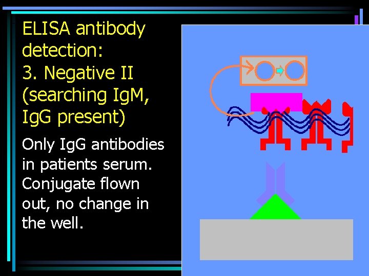 ELISA antibody detection: 3. Negative II (searching Ig. M, Ig. G present) Only Ig.