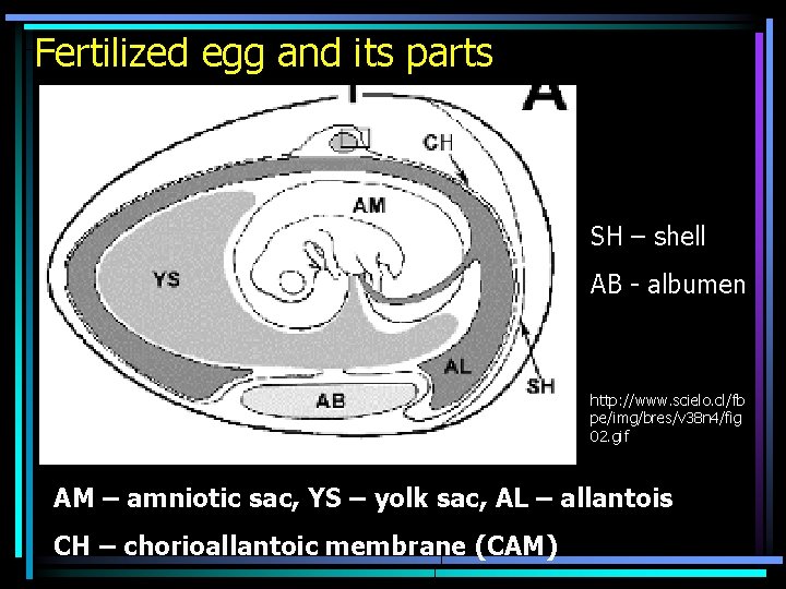 Fertilized egg and its parts SH – shell AB - albumen http: //www. scielo.