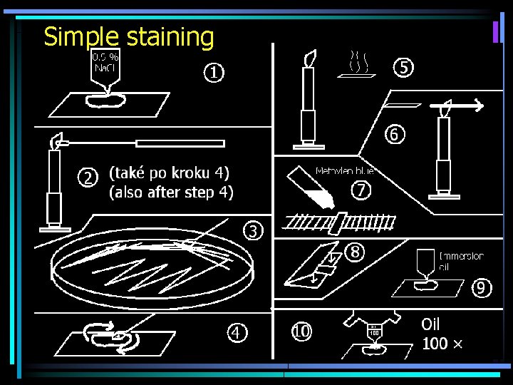 Simple staining 