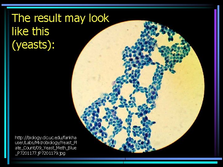 The result may look like this (yeasts): http: //biology. clc. uc. edu/fankha user/Labs/Microbiology/Yeast_Pl ate_Count/09_Yeast_Meth_Blue