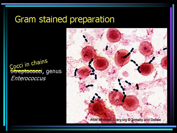 Gram stained preparation ins a h c n i Cocci Streptococci, genus Enterococcus 