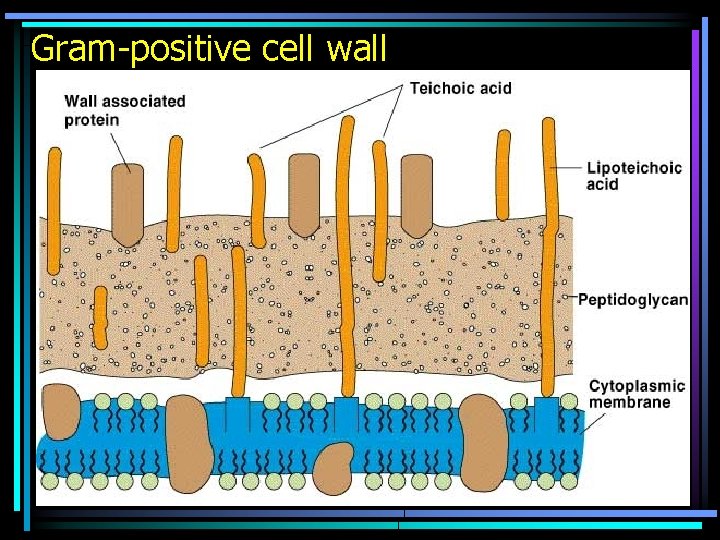 Gram-positive cell wall 