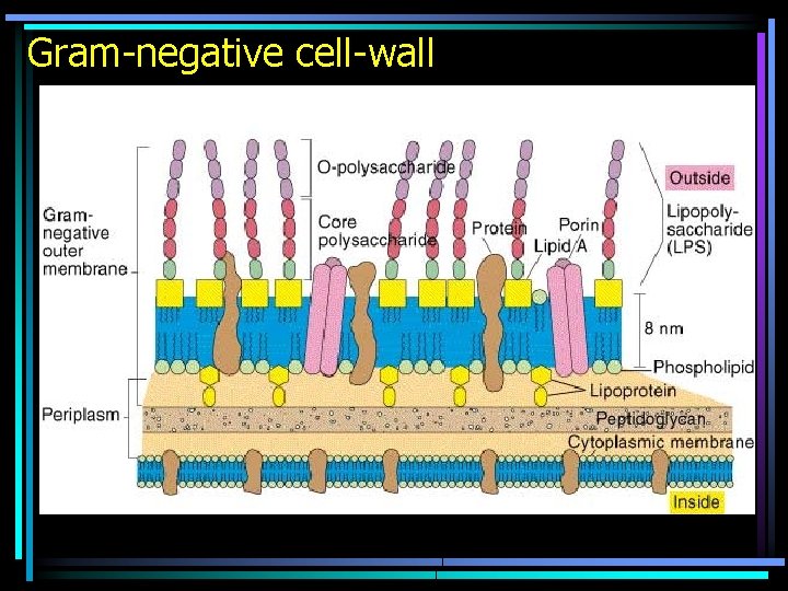 Gram-negative cell-wall 