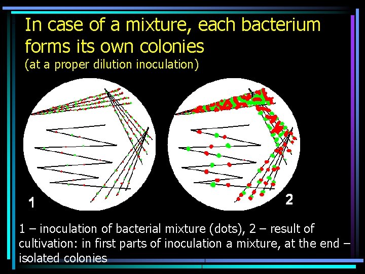 In case of a mixture, each bacterium forms its own colonies (at a proper