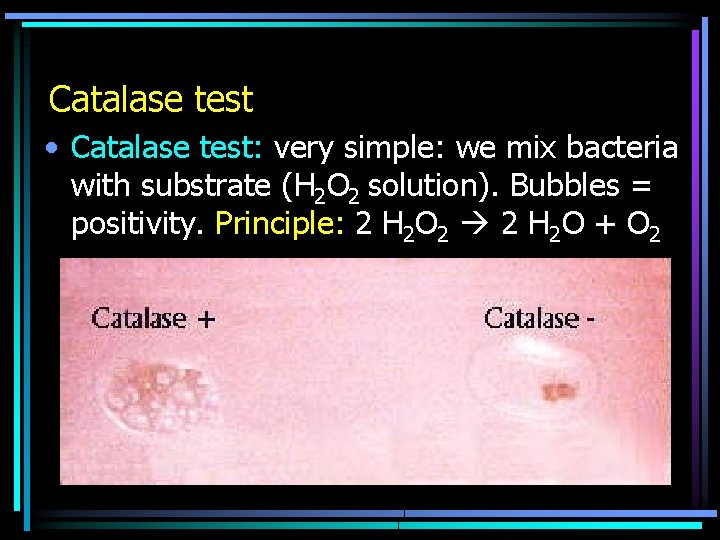 Catalase test • Catalase test: very simple: we mix bacteria with substrate (H 2