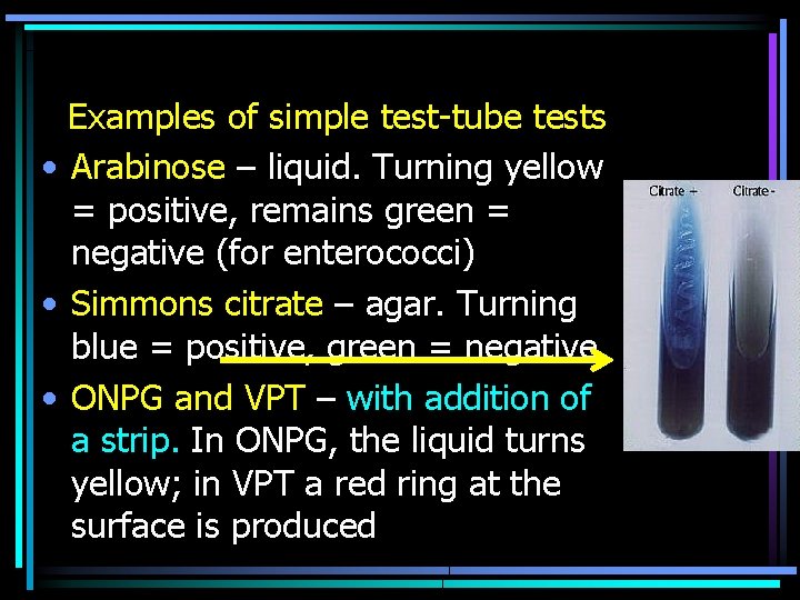 Examples of simple test-tube tests • Arabinose – liquid. Turning yellow = positive, remains