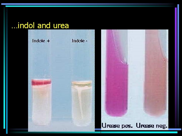 …indol and urea 