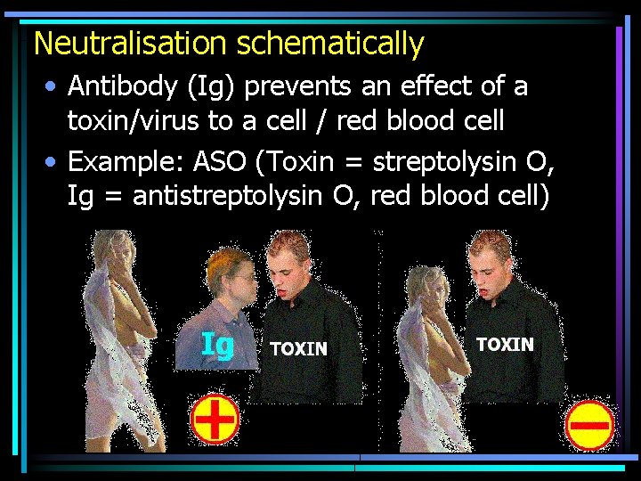 Neutralisation schematically • Antibody (Ig) prevents an effect of a toxin/virus to a cell