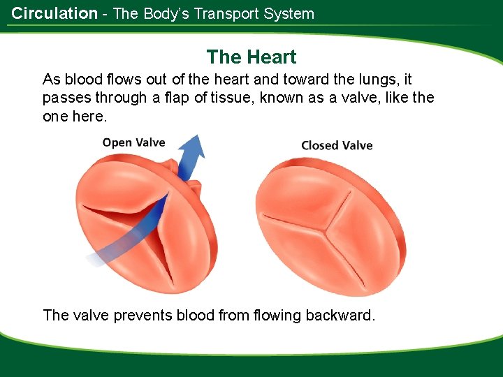 Circulation - The Body’s Transport System The Heart As blood flows out of the