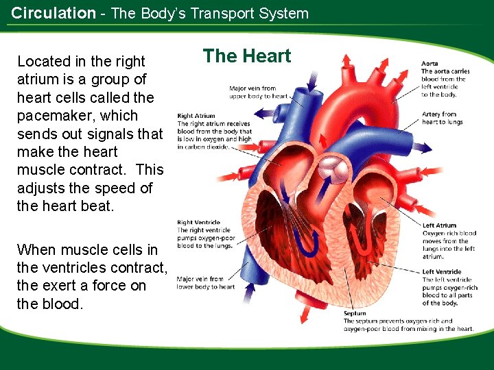 Circulation - The Body’s Transport System Located in the right atrium is a group