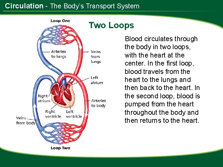 Circulation - The Body’s Transport System Two Loops Blood circulates through the body in