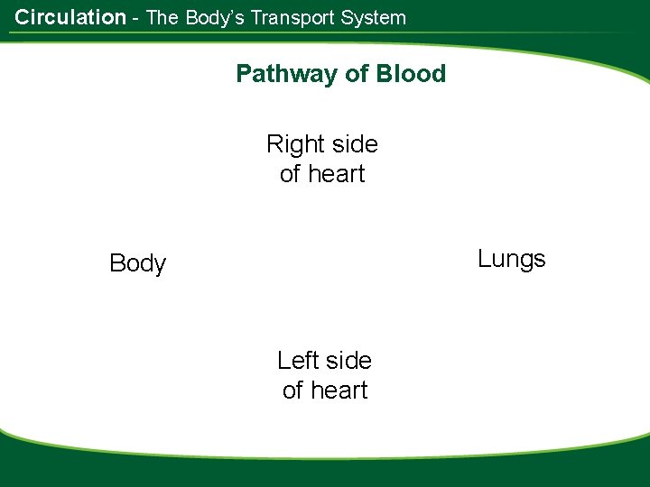 Circulation - The Body’s Transport System Pathway of Blood Right side of heart Lungs